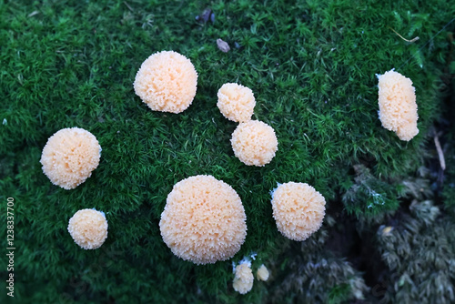 Tubifera ferruginosa, known as raspberry slime mold photo