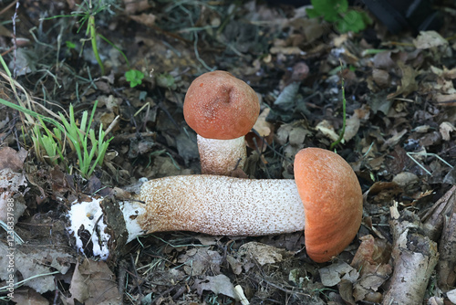 Leccinum populinum, commonly known as red aspen bolete or red-capped scaber stalk, edible bolete mushroom from Finland photo