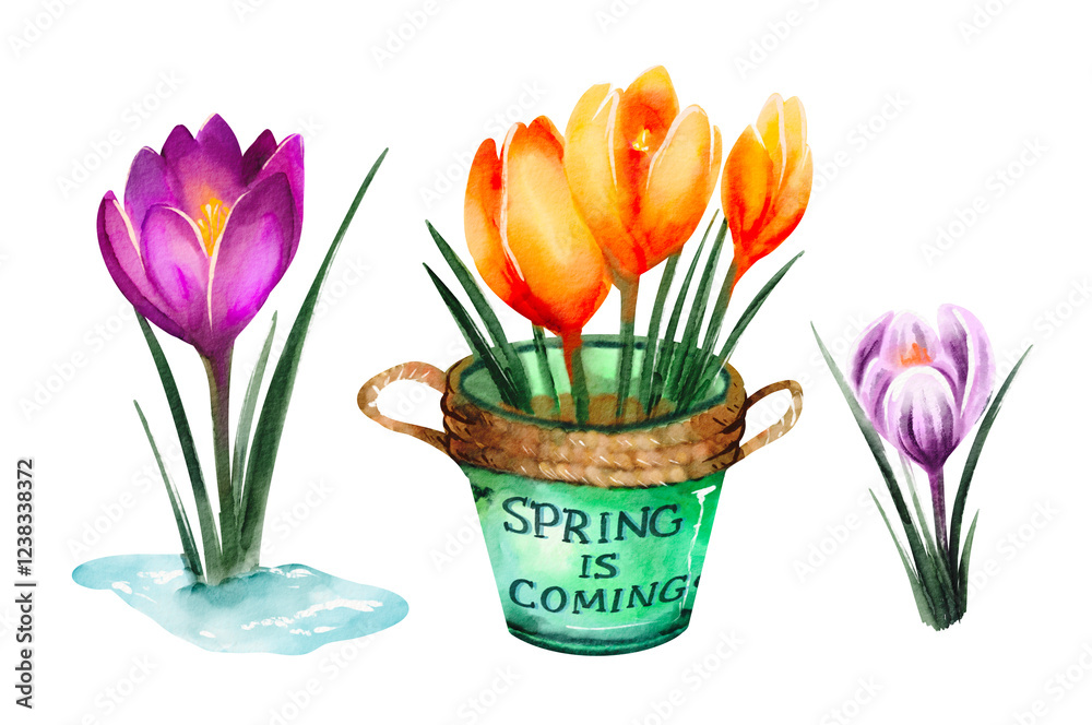 Obraz premium spring crocus flowers Set of elements clipart of spring purple and yellow crocus flowers on white with leaves in and snow perfect for textile, poster, packaging, design hand drawn digital watercolor