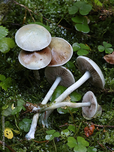 Stropharia caerulea, commonly known as blue roundhead or blue-green psilocybe, wild mushroom from Finland