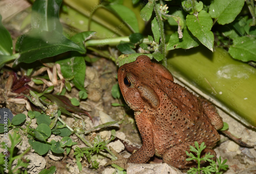 Obraz premium Brown toad.