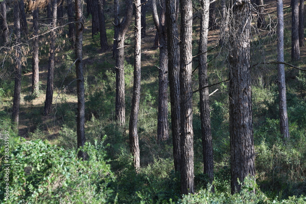 Fototapeta premium Tranquil Pine Forest with Long Trunks and Lush Green Ground Cover