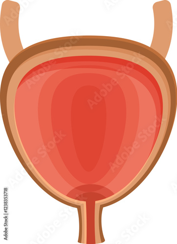 Cross section of human bladder highlighting its function in storing urine before disposal, emphasizing ureters, urethra, and overall urinary health