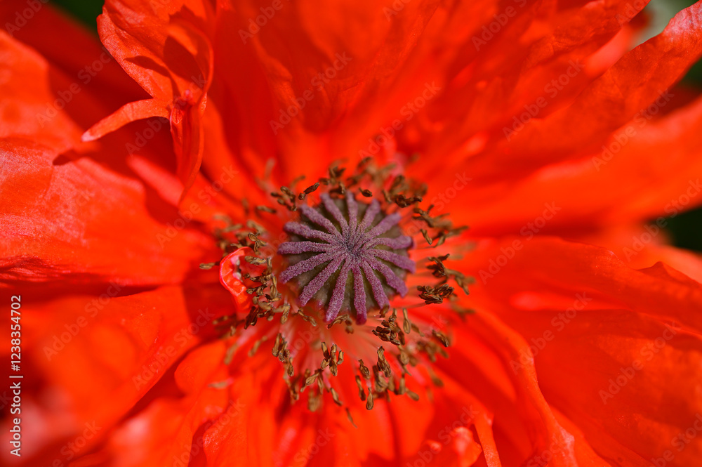 poppy core, stamens and red petals close-up poppy core, stamens and red petals close-up
