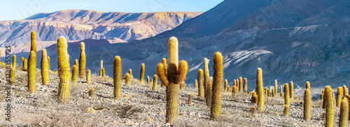 Huge cacti high in the Andes on Ruta 51 from Salta in Argentina to Chile in the late afternoon light. photo
