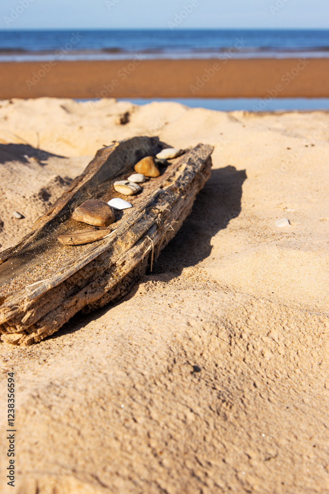 Driftwood with seashells on sandy beach at Baltic sea in Latvia near Riga under blue sky capturing coastal nature beauty and serene seaside vacation vibes Driftwood with seashells on sandy beach at Baltic sea in Latvia near Riga under blue sky capturing coastal nature beauty and serene seaside vacation vibes