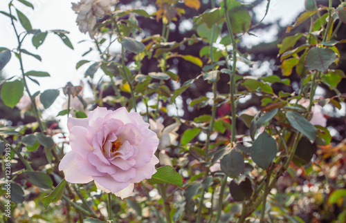 前橋バラ園　ばらの花18 photo