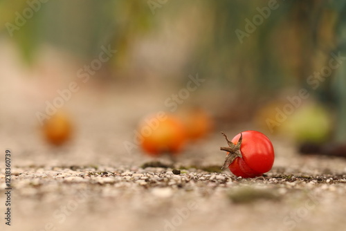 un pomodoro in un orto caduto su un muretto photo