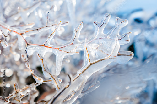 Frozen branches after cold weather
