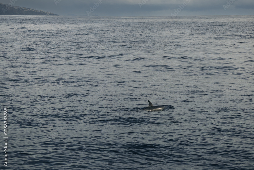 Naklejka premium A dolphin swims effortlessly in tranquil ocean waters, surrounded by gray sky and distant land. The calm atmosphere creates a serene environment for wildlife.