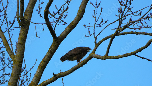 Buzzard screaming on tree branch against clear blue sky in daylight
