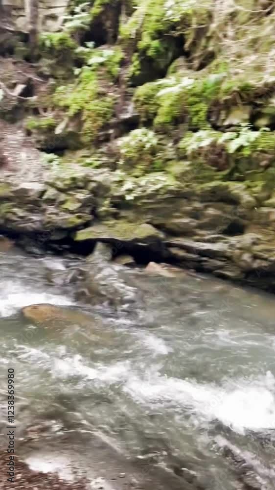 stream in the woods stream in the woods