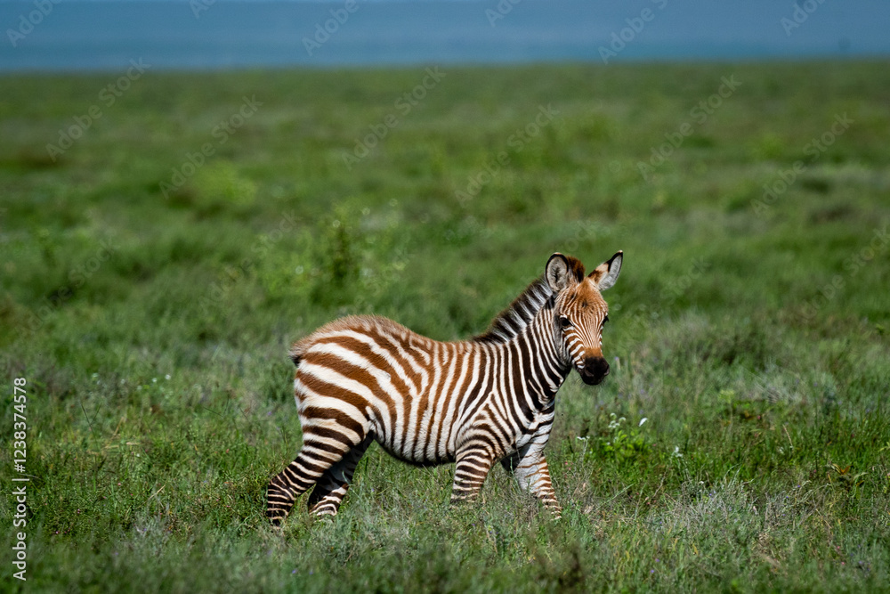 Naklejka premium Young Zebra Foal in the Serengeti Grasslands, Tanzania
