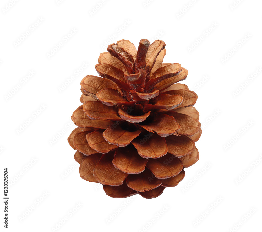 Brown dry pine cone on isolated background Brown dry pine cone on isolated background