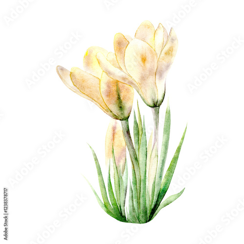 Watercolor illustration of the spring flowers of Yellow Crocuses. The drawing is suitable for decoration of cards, packaging and textiles.