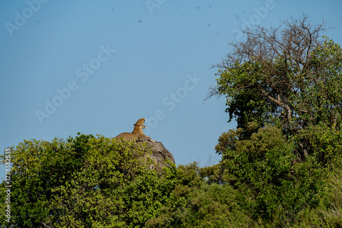 Leopard Resting on a Rock in the Serengeti
