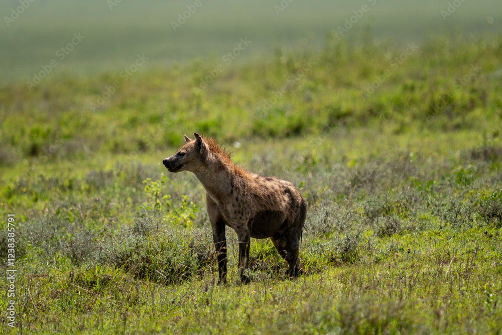 Fototapeta premium Spotted Hyena Standing Alert in the Grasslands