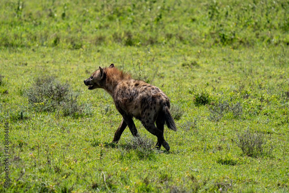Spotted Hyena Standing Alert in the Grasslands Spotted Hyena Standing Alert in the Grasslands