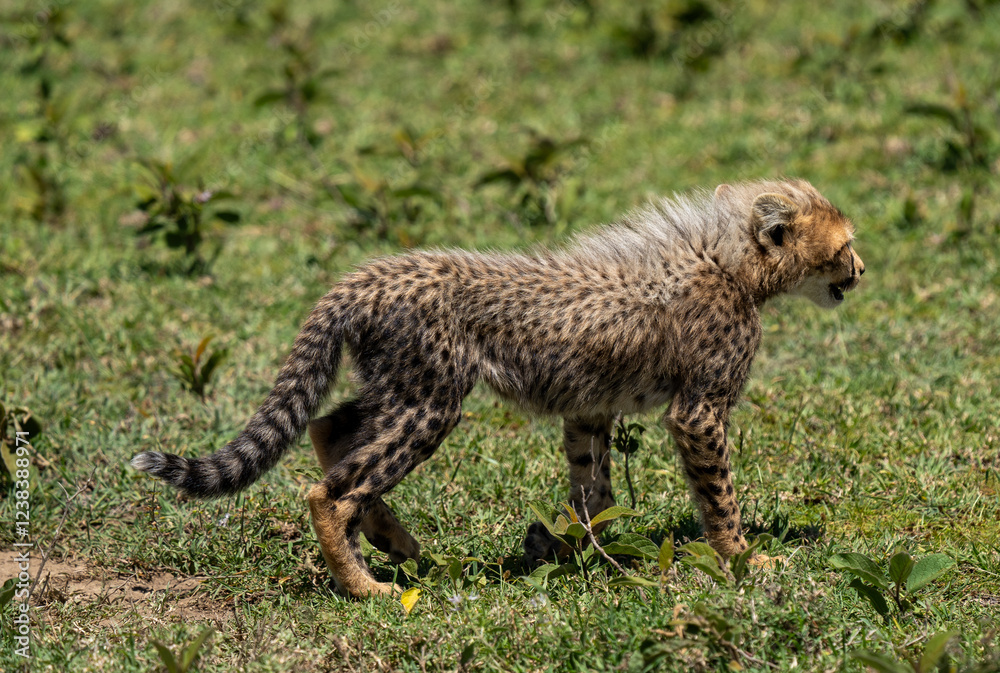 Young Cheetah Cub Exploring the Grasslands Young Cheetah Cub Exploring the Grasslands
