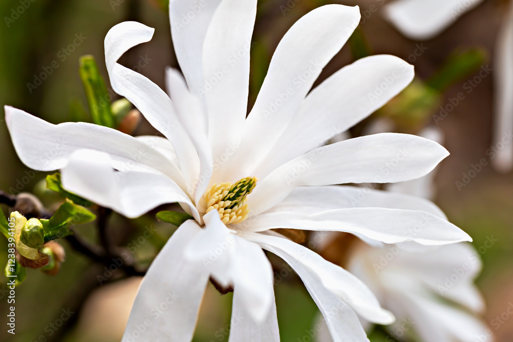 Fototapeta premium Beautiful white magnolia flower blooming in garden, showcasing its delicate petals and contrasting greenery. Magic background with white magnolia. Concept spring, nature's elegance, and floral beauty