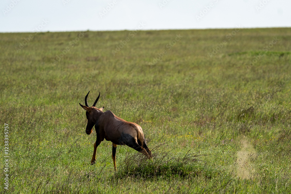 Topis Running Across the African Grasslands Topis Running Across the African Grasslands