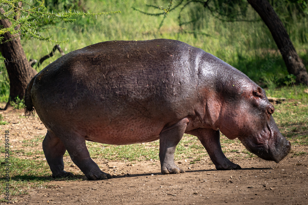 Hippopotamus Walking on Land Hippopotamus Walking on Land