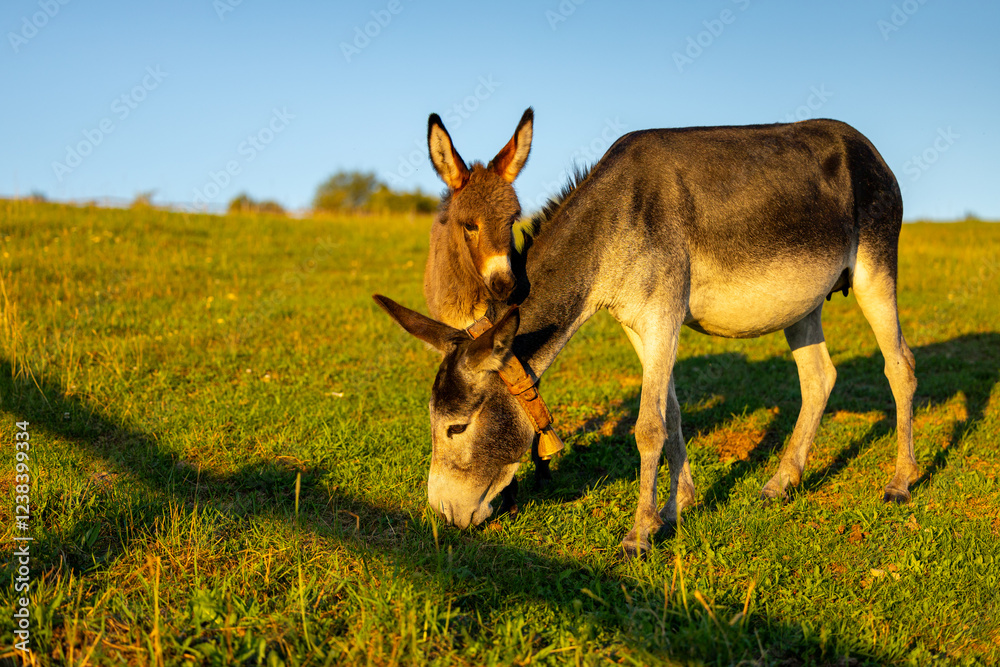 A mother donkey and her foal grazing together in a sunlit meadow, capturing a tender moment of rural life. Farming animals. Donkey at farm. A mother donkey and her foal grazing together in a sunlit meadow, capturing a tender moment of rural life. Farming animals. Donkey at farm.