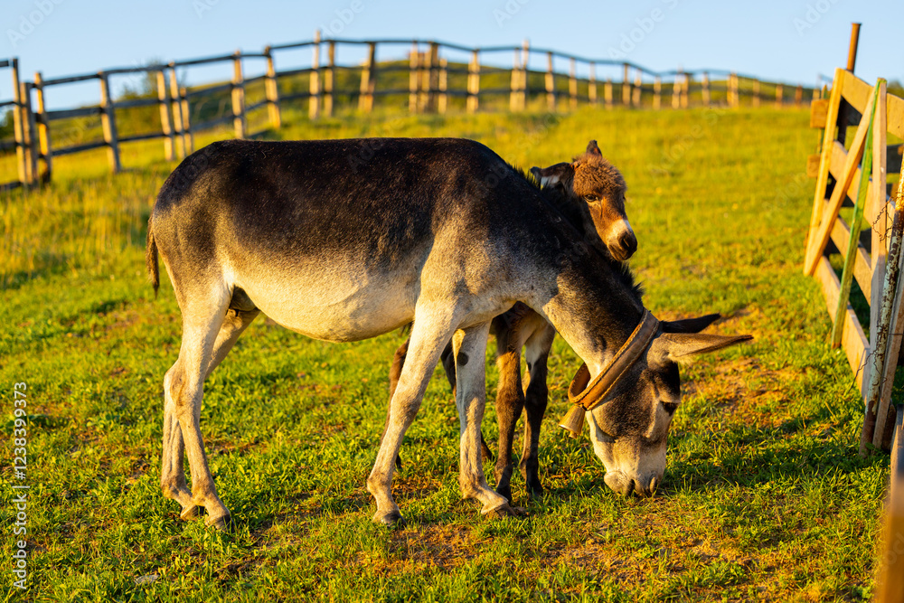 A mother donkey and her foal grazing together in a sunlit meadow, capturing a tender moment of rural life. Farming animals. Donkey at farm.