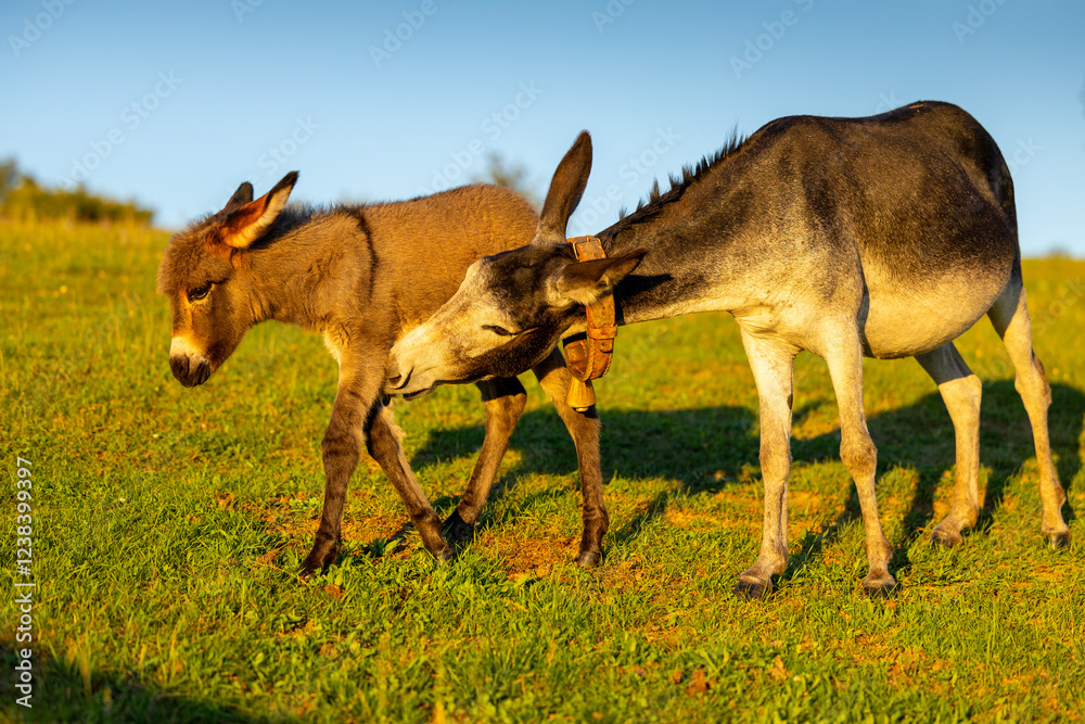 Farm animals. Donkey at farm. A mother donkey and her foal grazing together in a sunlit meadow, capturing a tender moment of rural life.