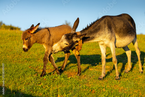 Obraz na płótnie Farm animals. Donkey at farm. A mother donkey and her foal grazing together in a sunlit meadow, capturing a tender moment of rural life. w salonie