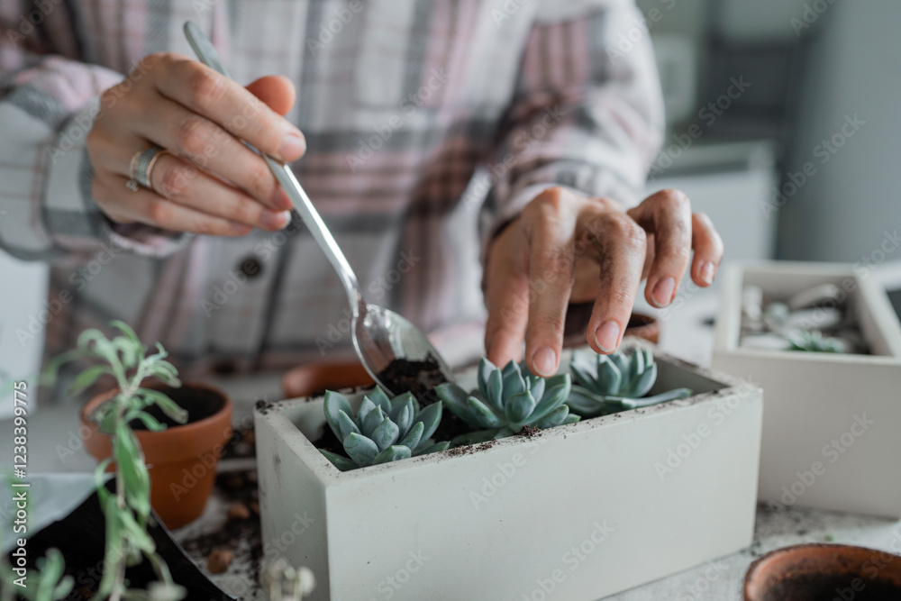 Fototapeta premium Indoor Plant Care Expert Tips for Repotting Succulents in Your Cozy Living Space