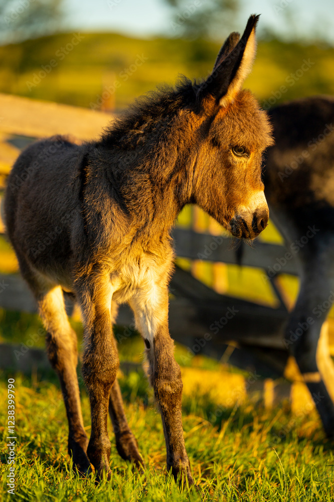 Farm animals. Donkey at farm. A mother donkey and her foal grazing together in a sunlit meadow, capturing a tender moment of rural life.