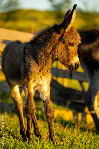 Obraz na płótnie Farm animals. Donkey at farm. A mother donkey and her foal grazing together in a sunlit meadow, capturing a tender moment of rural life. w salonie