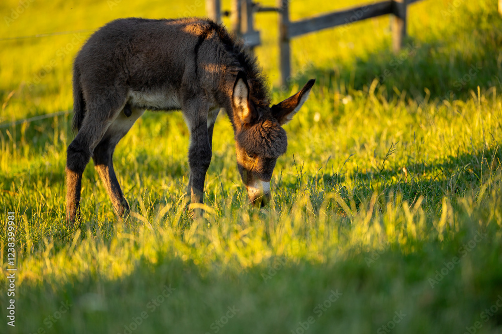 A baby donkey standing in a sunlit meadow, surrounded by greenery, capturing the beauty of nature and farm life. Farm animals.