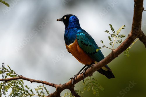 Superb Starling Perched on a Branch in Serengeti