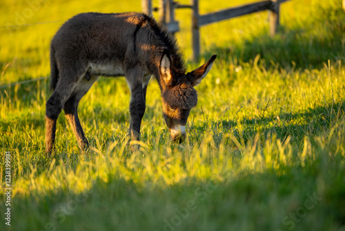 Obraz na płótnie A baby donkey standing in a sunlit meadow, surrounded by greenery, capturing the beauty of nature and farm life. Farm animals. w salonie