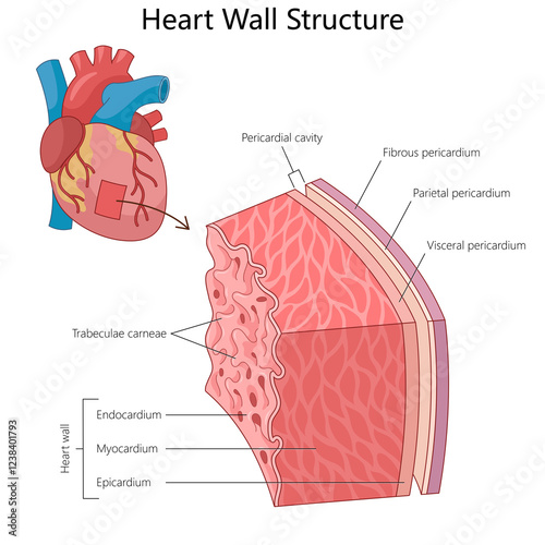 heart wall, showing layers including endocardium, myocardium, epicardium, and the pericardial components diagram hand drawn schematic raster illustration. Medical science educational illustration photo