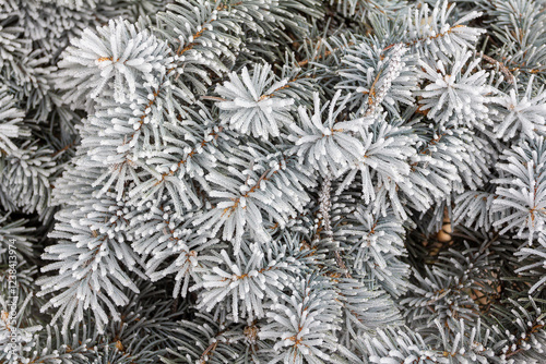 Snow-covered spruce branches, New Year's tale, New Year's background
