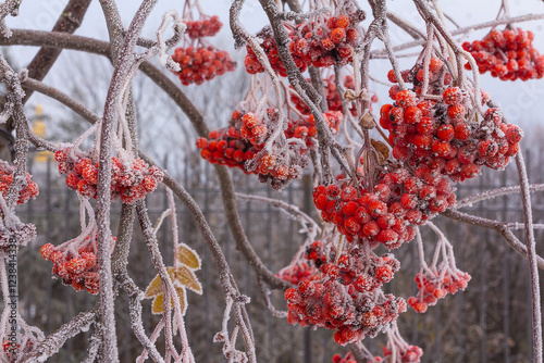 A branch of red rowan with berries is covered with frost on a winter morning
