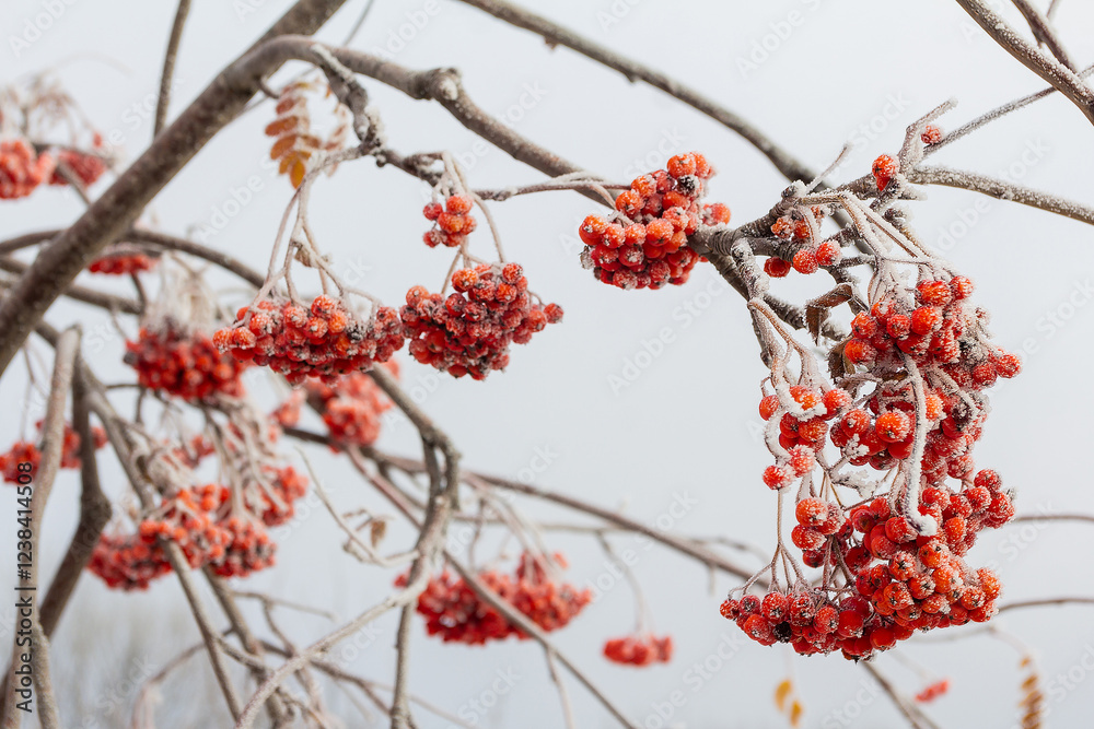 A branch of red rowan with berries is covered with frost on a winter morning A branch of red rowan with berries is covered with frost on a winter morning