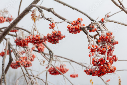 A branch of red rowan with berries is covered with frost on a winter morning