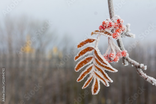 Rowan branch covered with frost on a winter morning