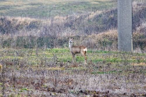 a deer in a meadow on a snowless winter day photo