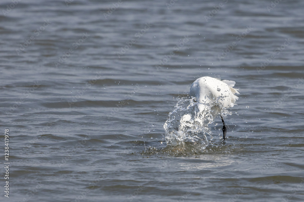 Naklejka premium Great Egret, Ardea alba, also known as Great White Heron, stalking prey slowly in pond of forest park, large, lanky, long-necked, its size and black legs help separate from other egret, water splash