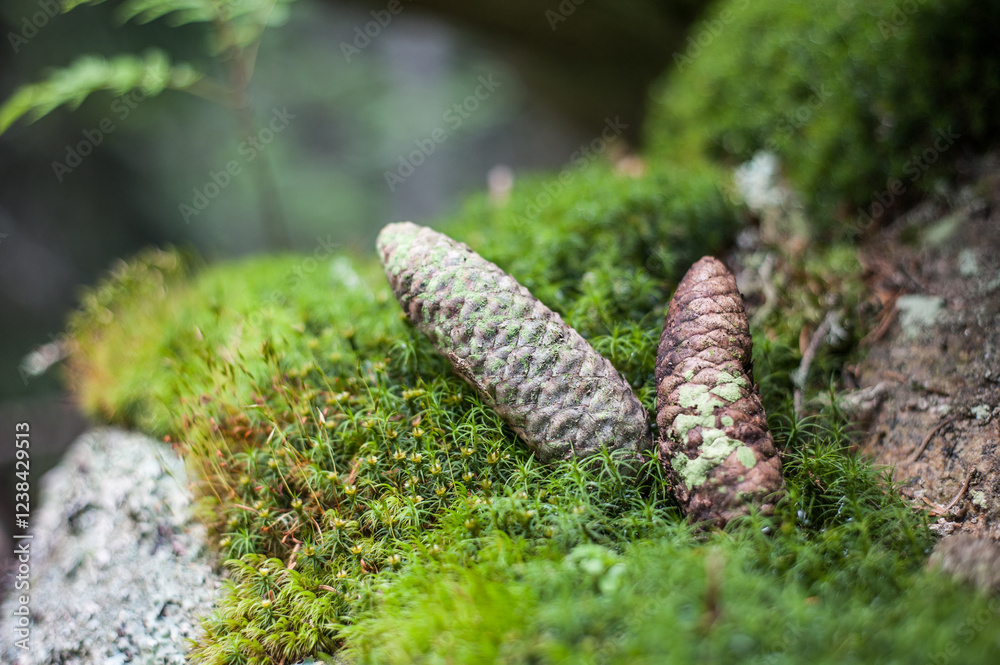 Pine Cones Nestled in Green Mossy Forest Floor Pine Cones Nestled in Green Mossy Forest Floor