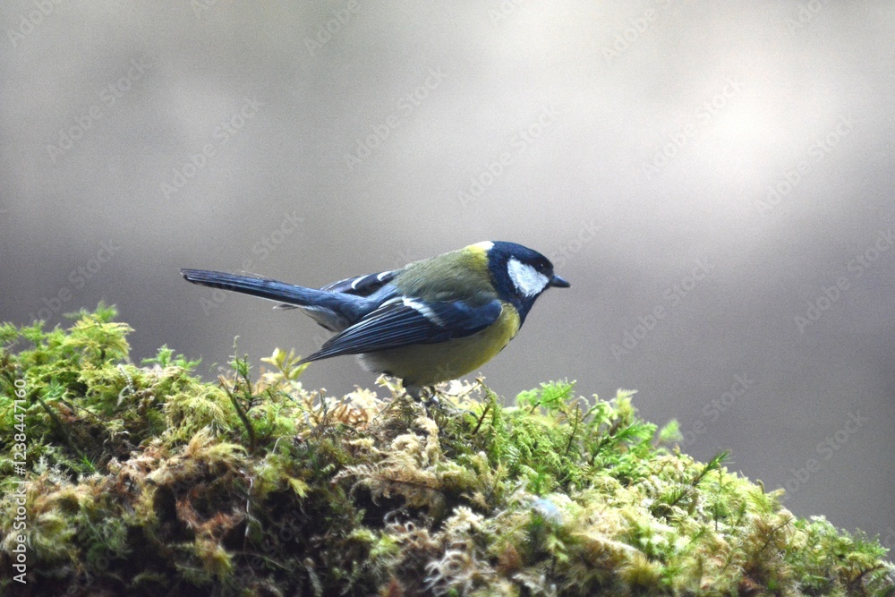 Obraz premium cinciallegra