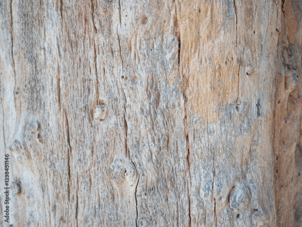 Close up wood pattern and texture for nature Background.