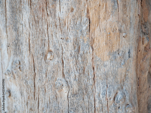 Obraz na płótnie Close up wood pattern and texture for nature Background. w salonie