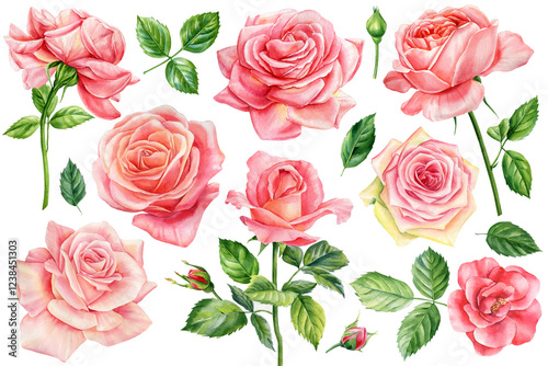 Roses flowers Set, green leaves, buds isolated on white background. Floral watercolor botanical illustration for design