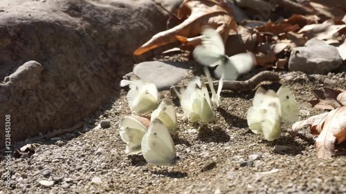 A Congregation of Pale Yellow Butterflies on Gravel Ground photo